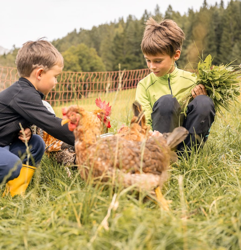 H&uuml;hner f&uuml;ttern und den Bauernhof entdecken