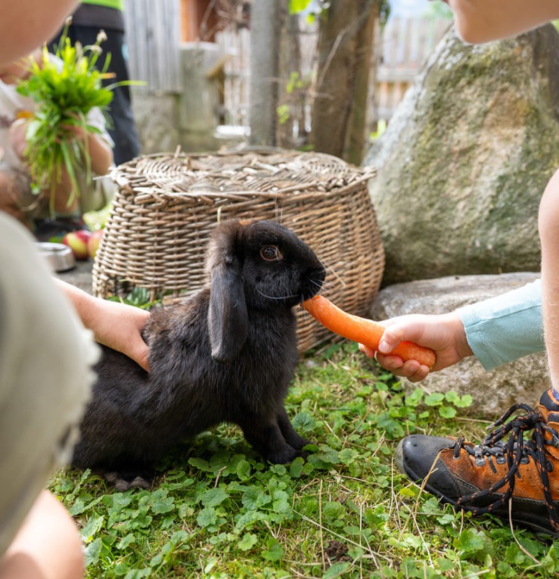 Streichelzoo &ndash; Kinder f&uuml;ttern Hasen am Bio-Bauernhof Feichtlhof