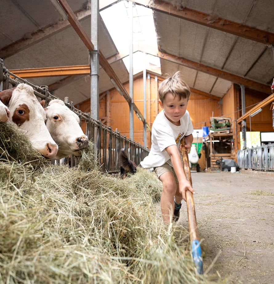 Bauernhofalltag im Kuhstall am Bio-Bauernhof Feichtlhof