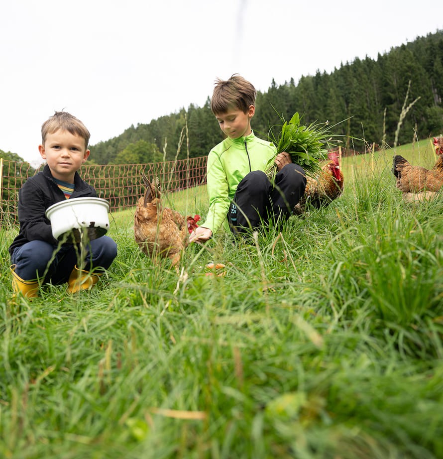 H&uuml;hner f&uuml;ttern beim Bauernhofurlaub in Ramsau am Dachstein