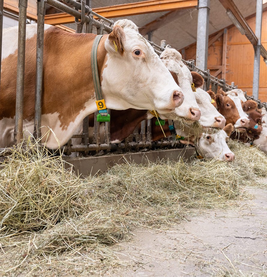 Milchk&uuml;he im Stall am Bio-Bauernhof Feichtlhof