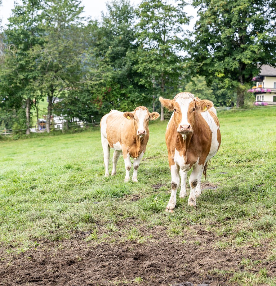 K&auml;lber auf der Weide in Ramsau am Dachstein