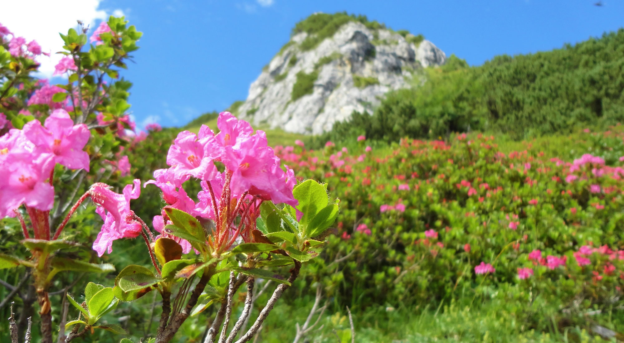 Almrausch in den Bergen von Ramsau am Dachstein