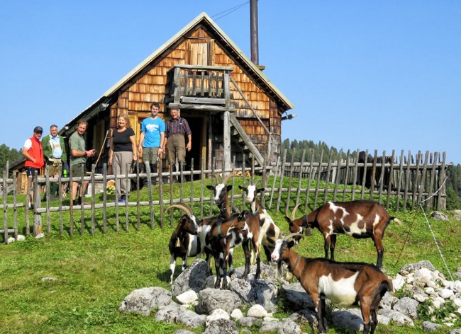 Unsere Ziegen im Sommer auf der Alm