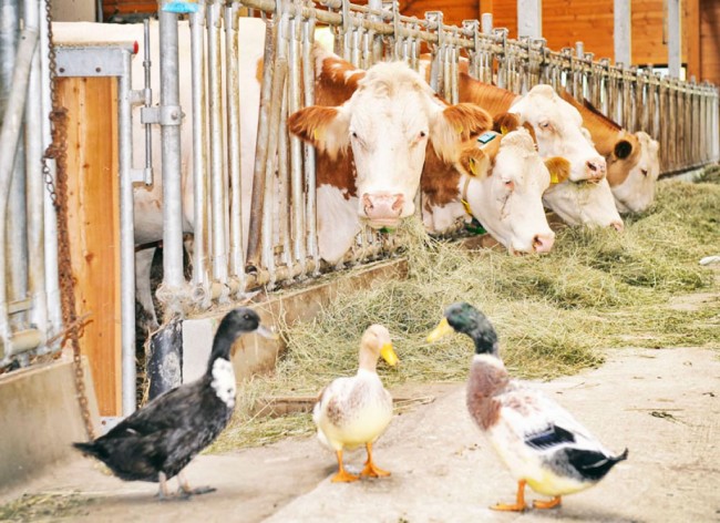 Kühe und Enten im Stall