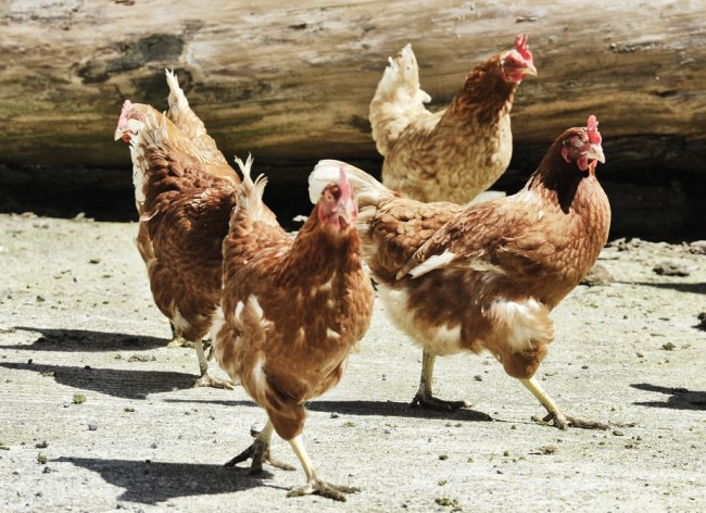 Unsere Hühner können sich am Hof frei bewegen