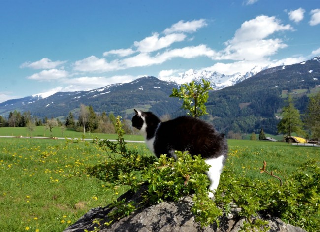 Katze am Bio Bauernhof Feichtlhof