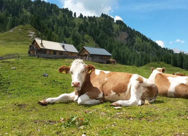 Unsere Kühe genießen den "Sommerurlaub" auf der Alm
