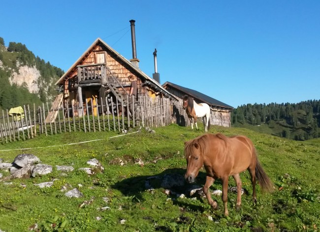 Unsere Pferde auf der Grafenbergalm